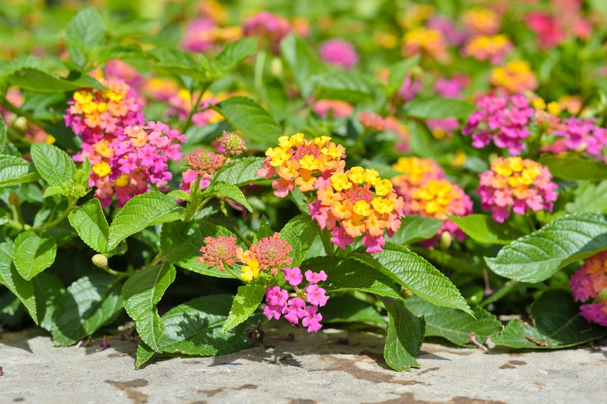 I fiori più resistenti per balconi esposti a sud: scegli tra questi