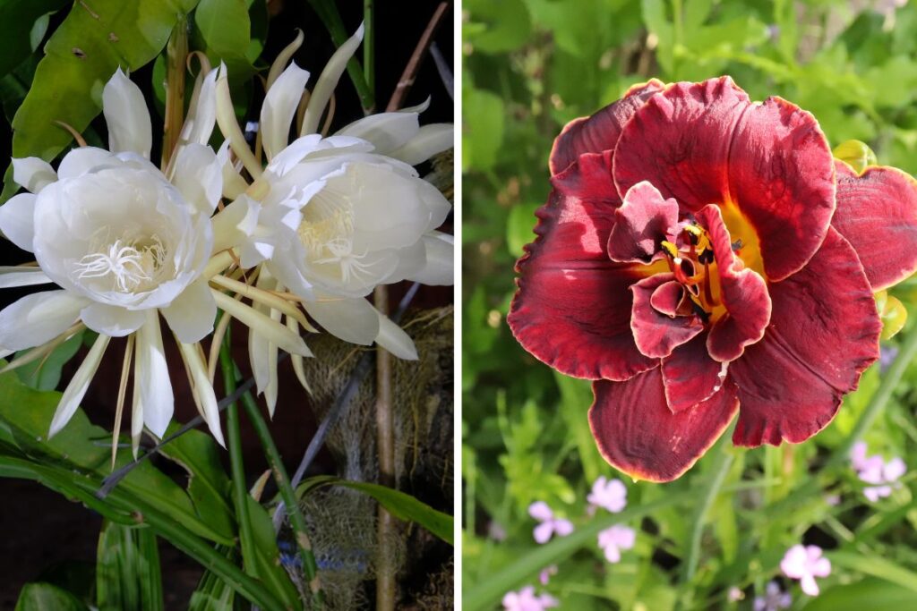 fiori che sbocciano di notte