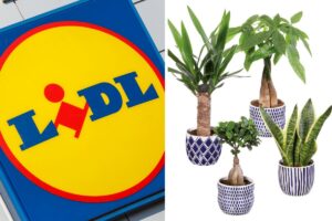 lidl piante giardino indoor