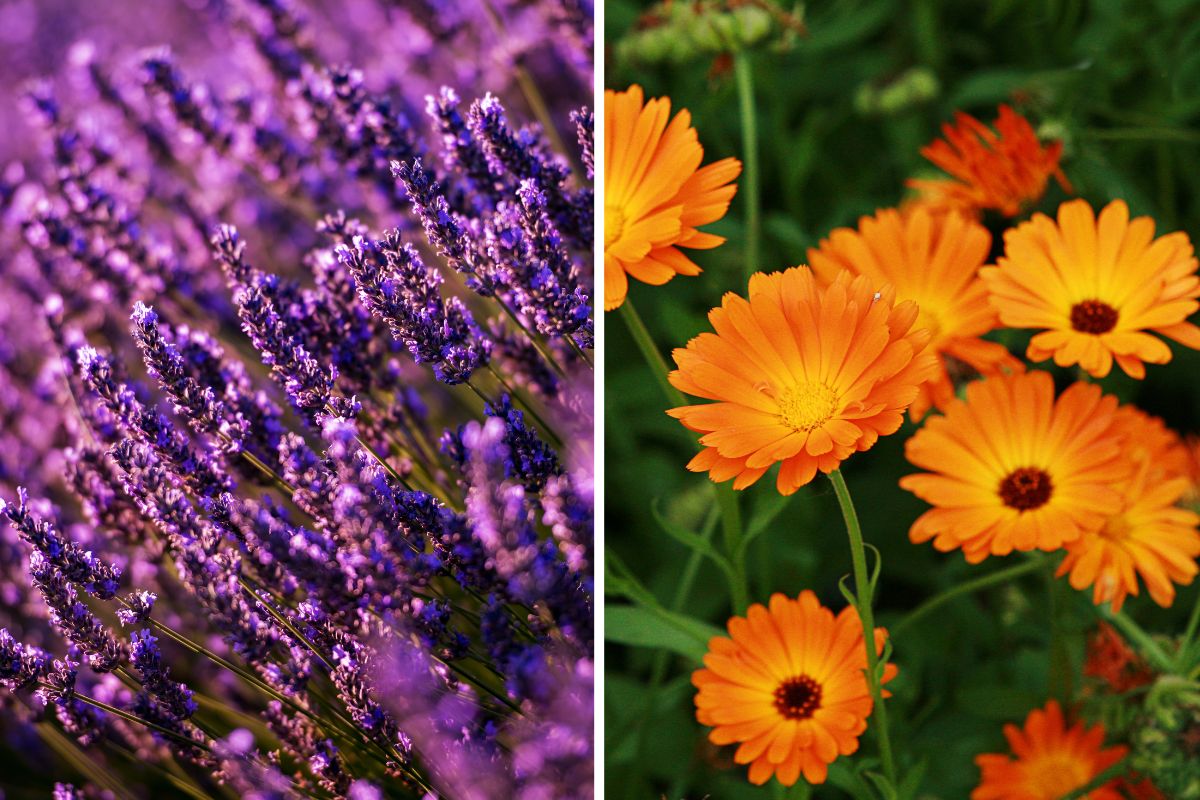 combinazioni di fiori estivi per balconi