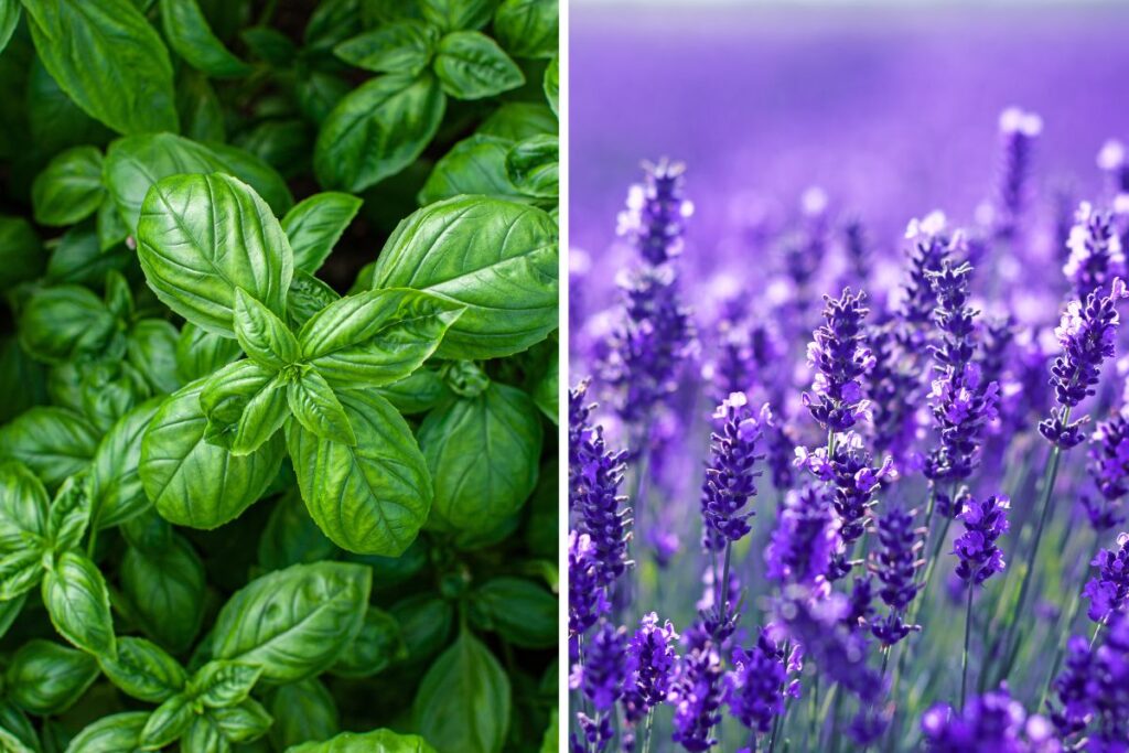 piante aromatiche all’ingresso