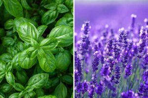 piante aromatiche all’ingresso