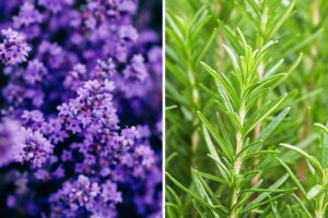come moltiplicare lavanda e rosmarino