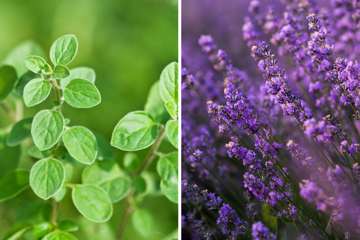 erbe aromatiche che resistono al calore