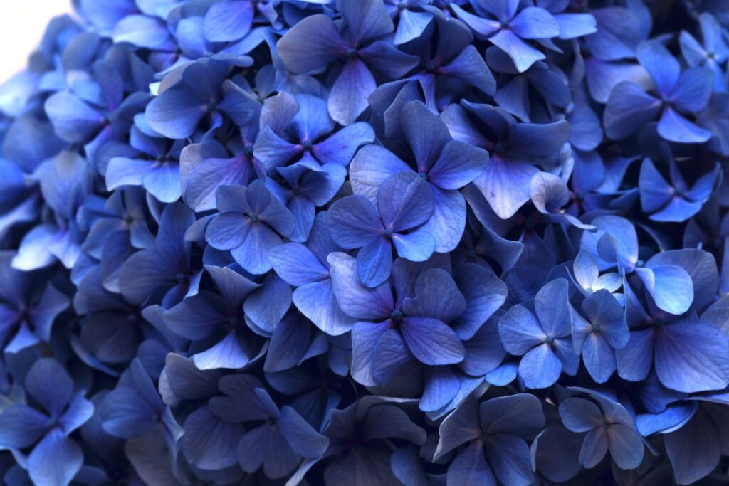 ricetta del fertilizzante last-minute ortensie blu intense