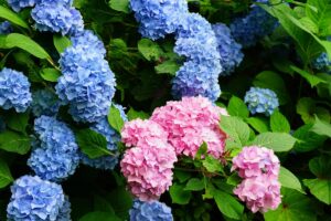 trucco naturale che riaccende i colori delle ortensie