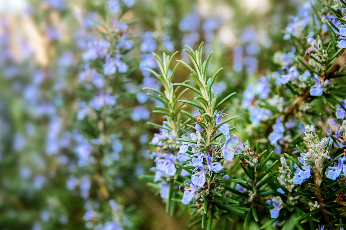 piante per giardino mediterraneo