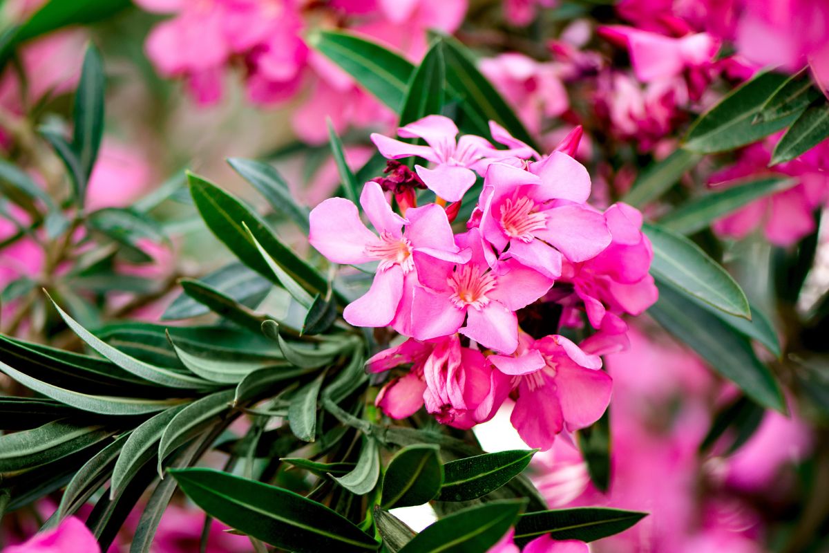 varietà di piante giardino mediterraneo senza irrigazione