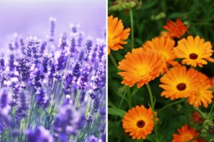 piante per giardino d’estate senza zanzare