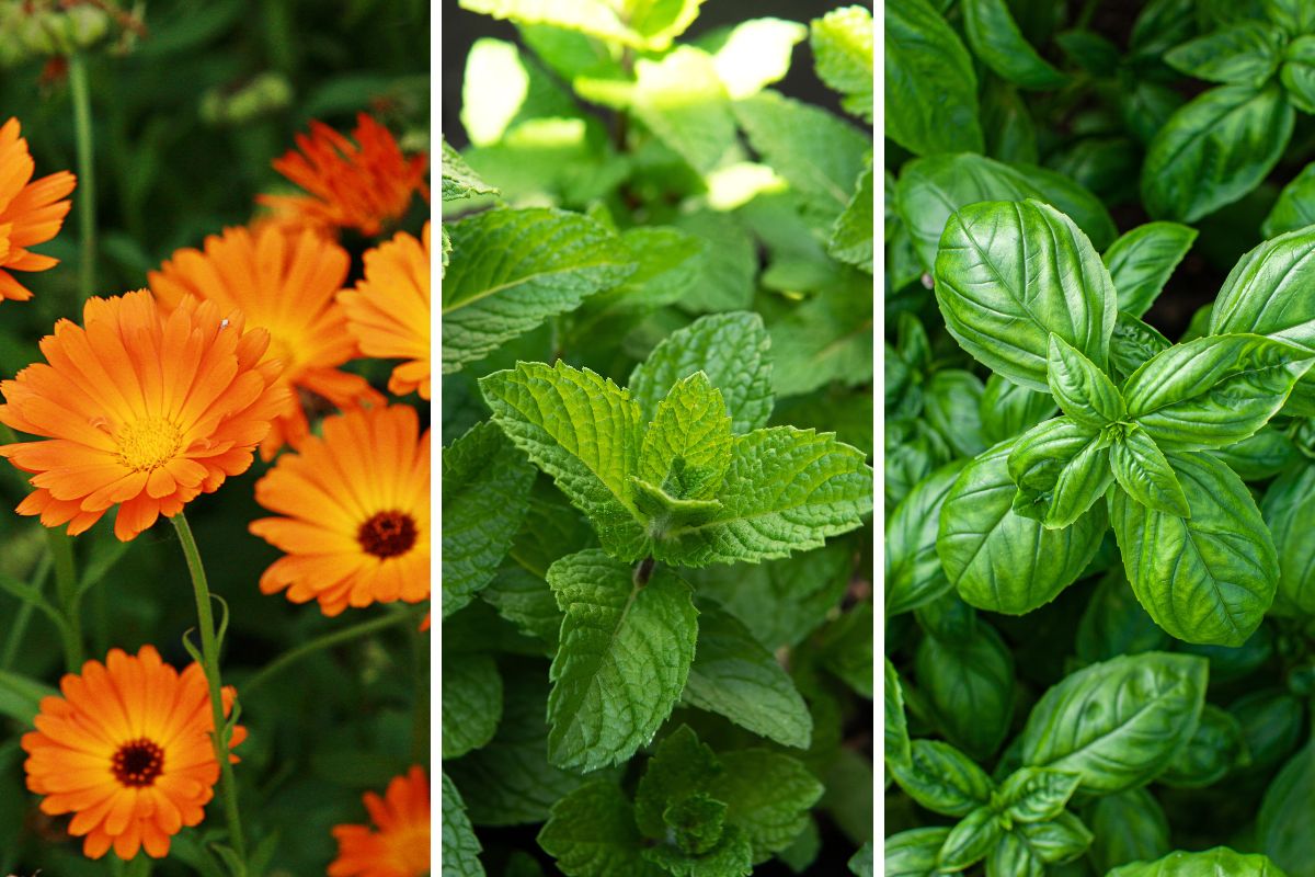 piante per giardino d’estate senza zanzare