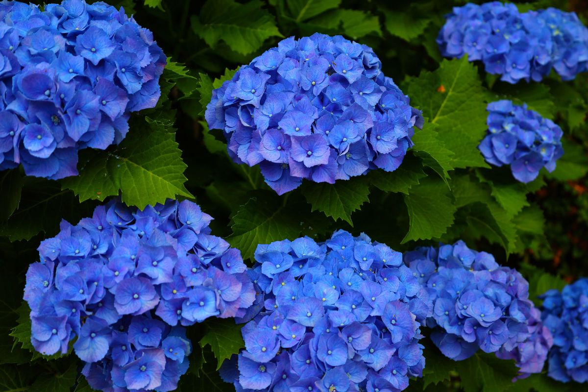 ortensie blu intense fertilizzante last-minute