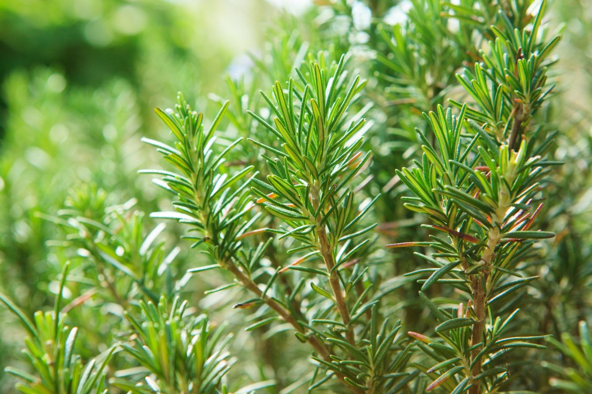 erbe aromatiche per il balcone