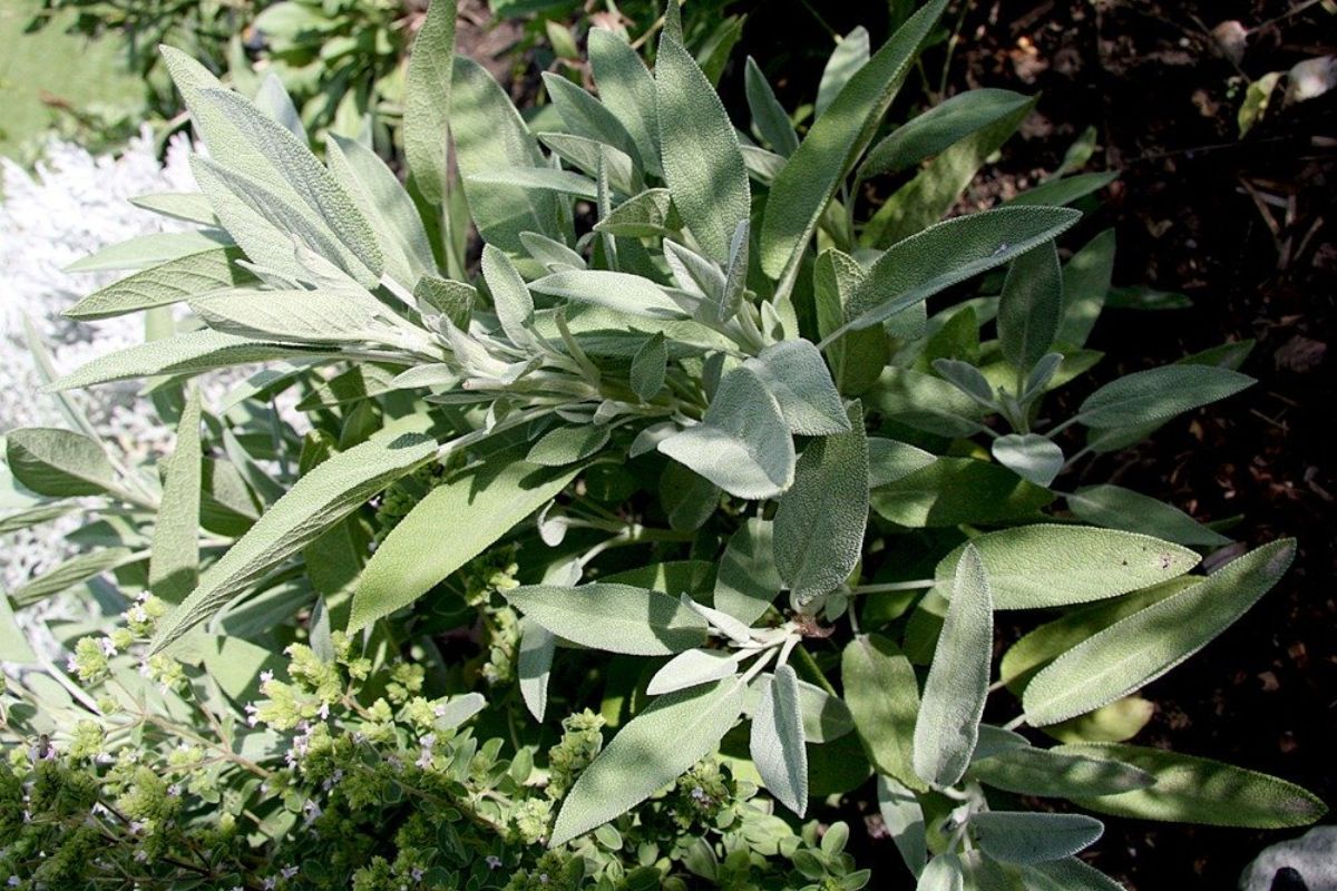 Salvia sempre profumata: l’errore di irrigazione da evitare a metà estate