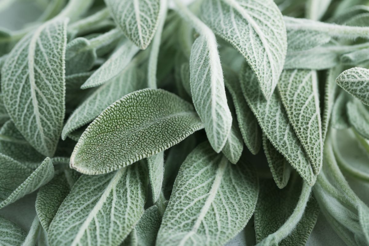 Salvia sempre profumata