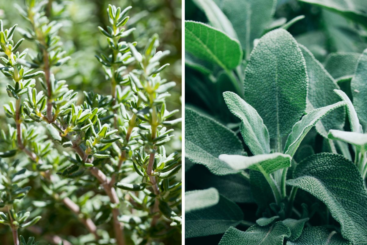 erbe aromatiche che resistono al calore