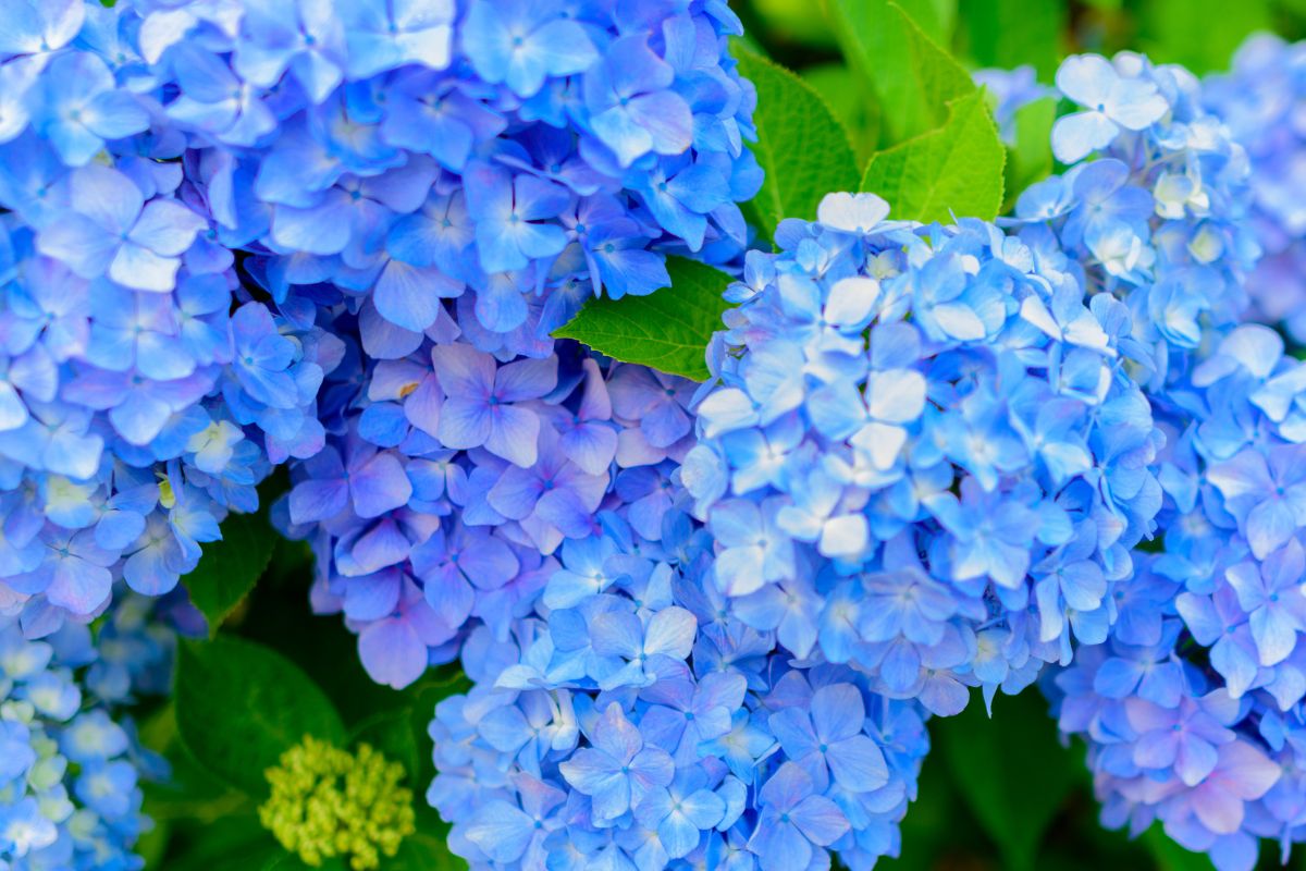 ortensie che impallidiscono al sole soluzioni