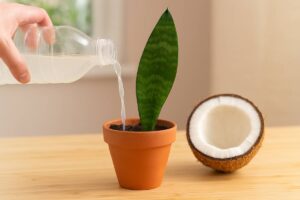 L'acqua di cocco aiuta le talee