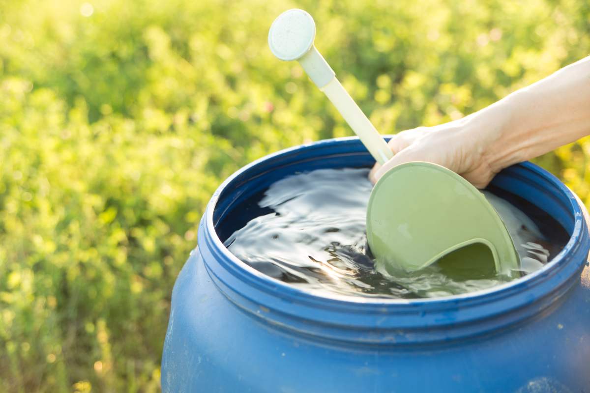 L'acqua piovana rigenera le piante stanche