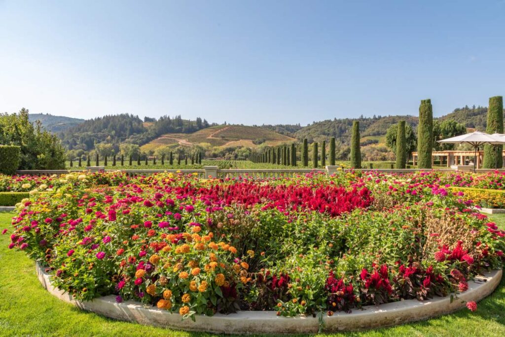 4 varietà di aiuole in agosto