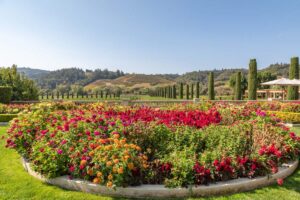4 varietà di aiuole in agosto