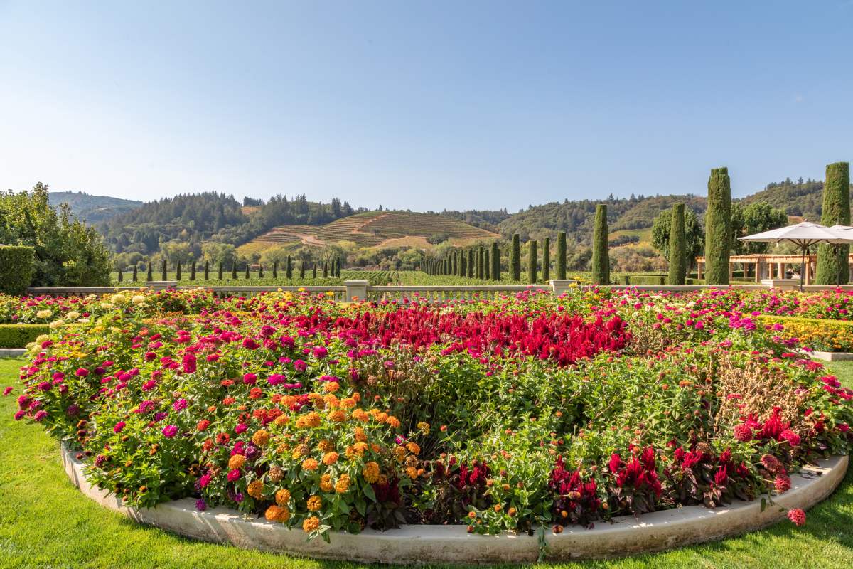 4 varietà di aiuole in agosto