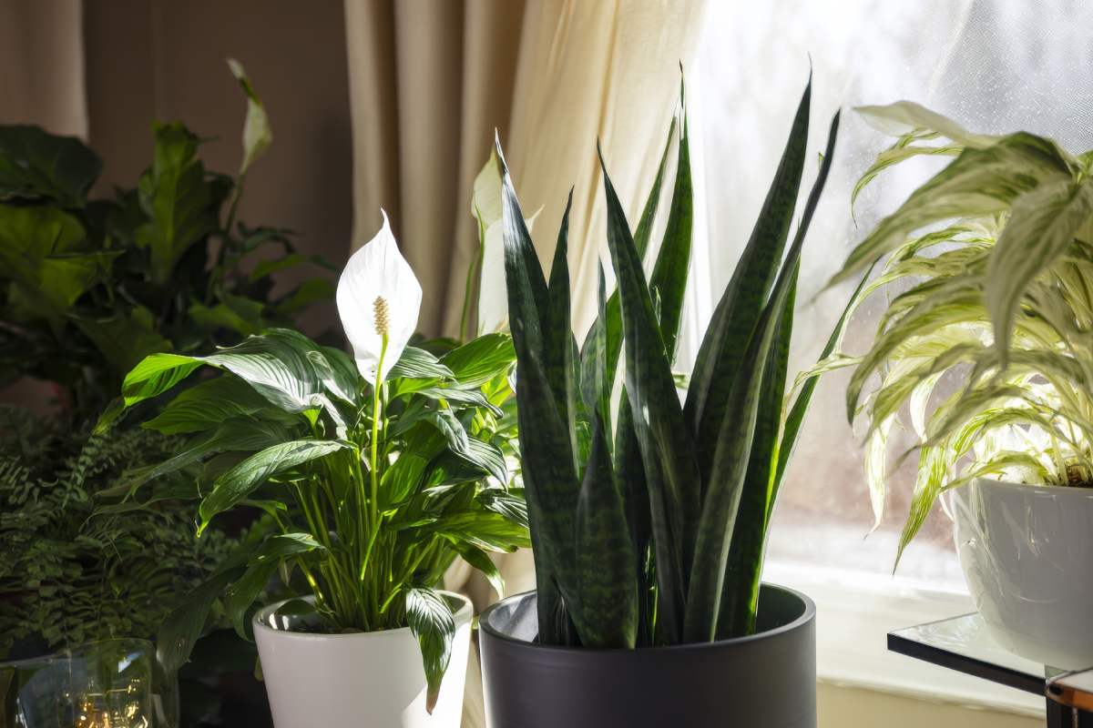 Ecco le piante che purificano gli ambienti di casa