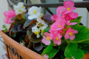 Curare le begonie sul balcone in vista dell'autunno