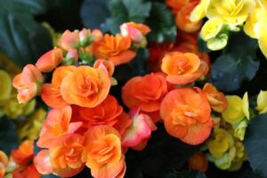 Scegliere la begonia cerosa in estate