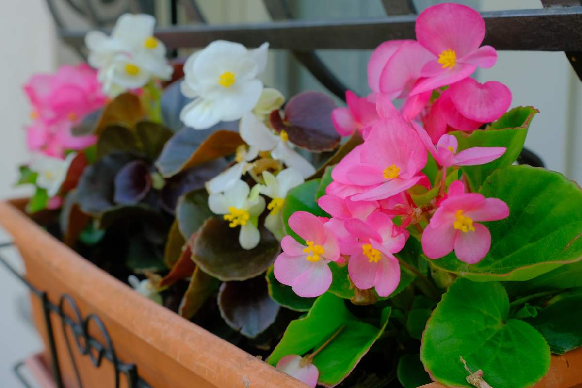 Curare le begonie sul balcone in vista dell'autunno