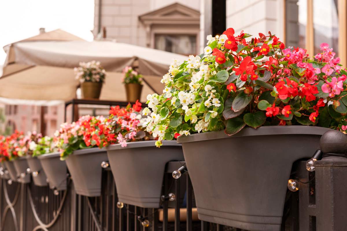 Come far fiorire la begonia prima dell'autunno