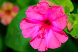 La Bella di notte, il fiore che si apre solo di notte