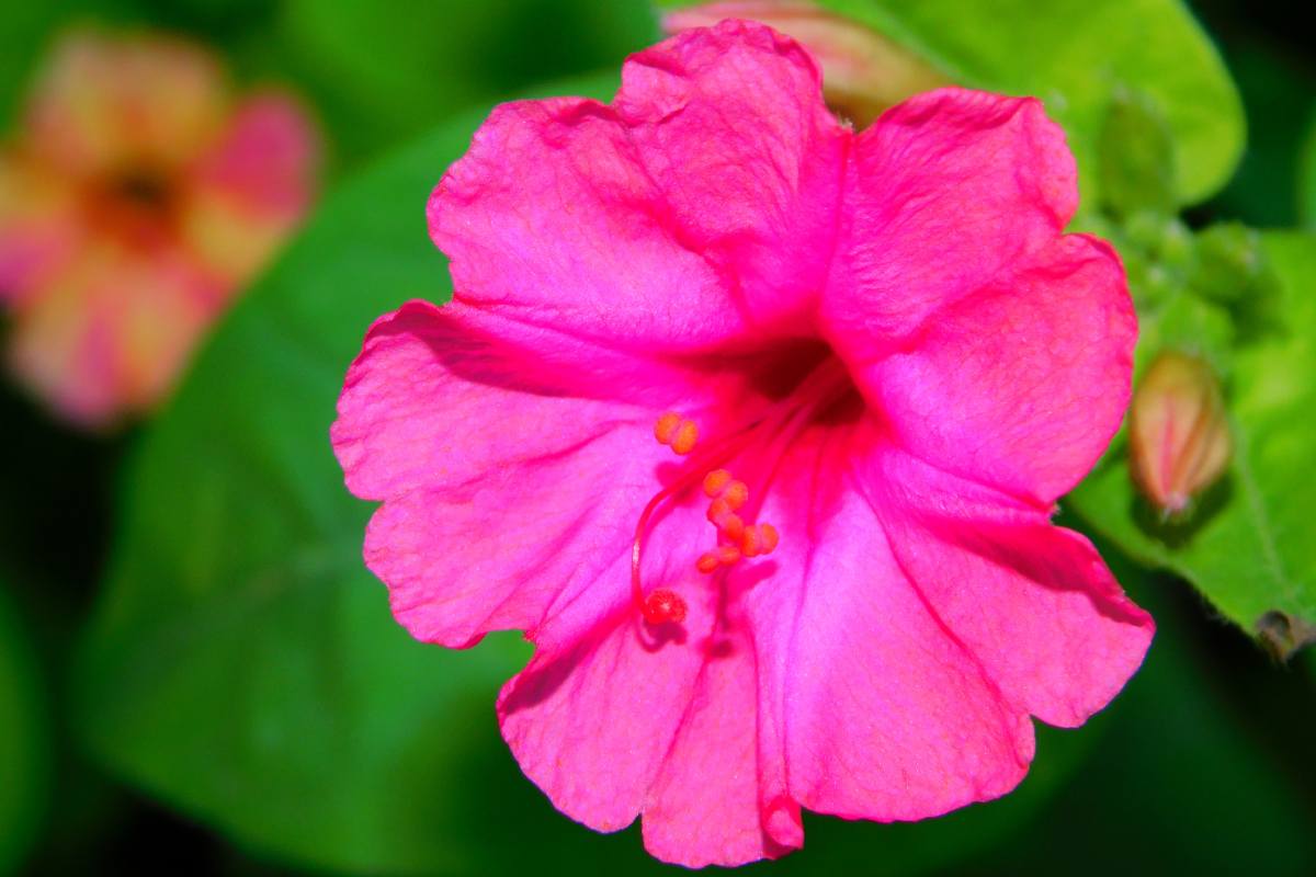 La Bella di notte, il fiore che si apre solo di notte