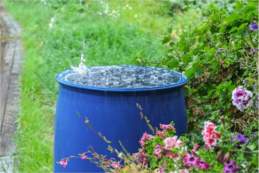 L'acqua piovana è benefica per le piante