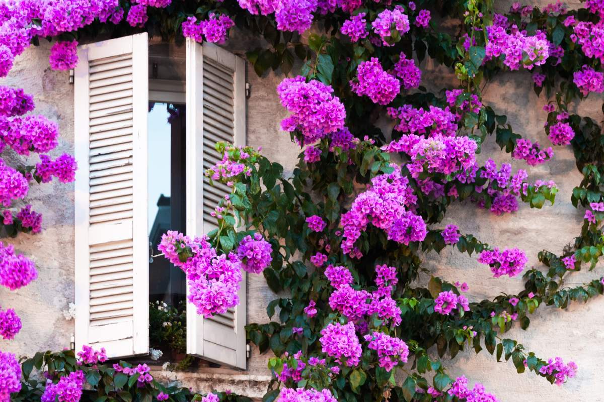 Piante per settembre
