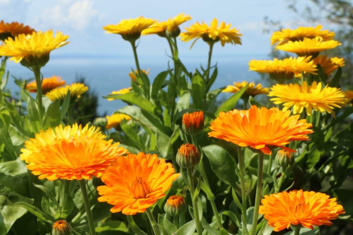 Quali erbe da fiore diventano ingredienti di cucina