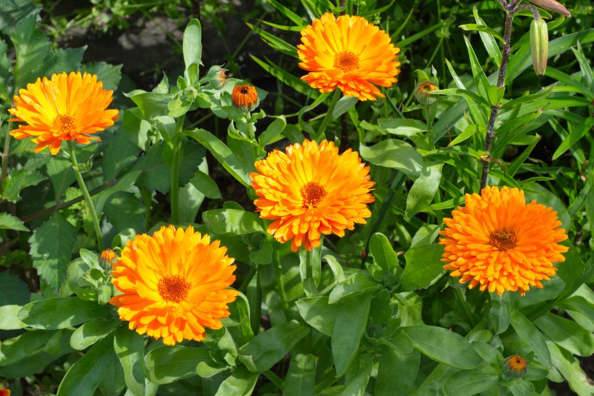 Fiori di fine agosto
