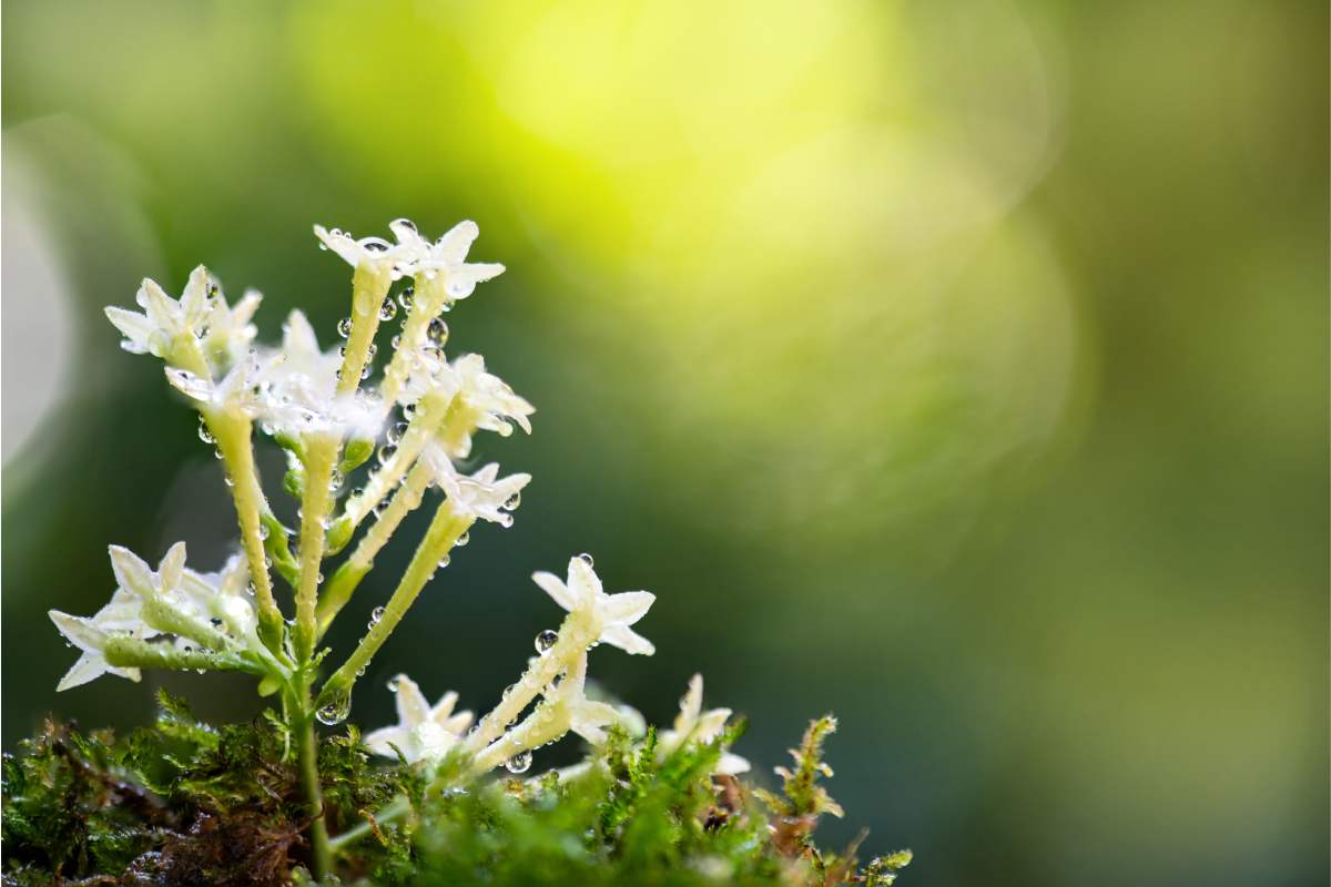 Piante per balconi fioriti la sera