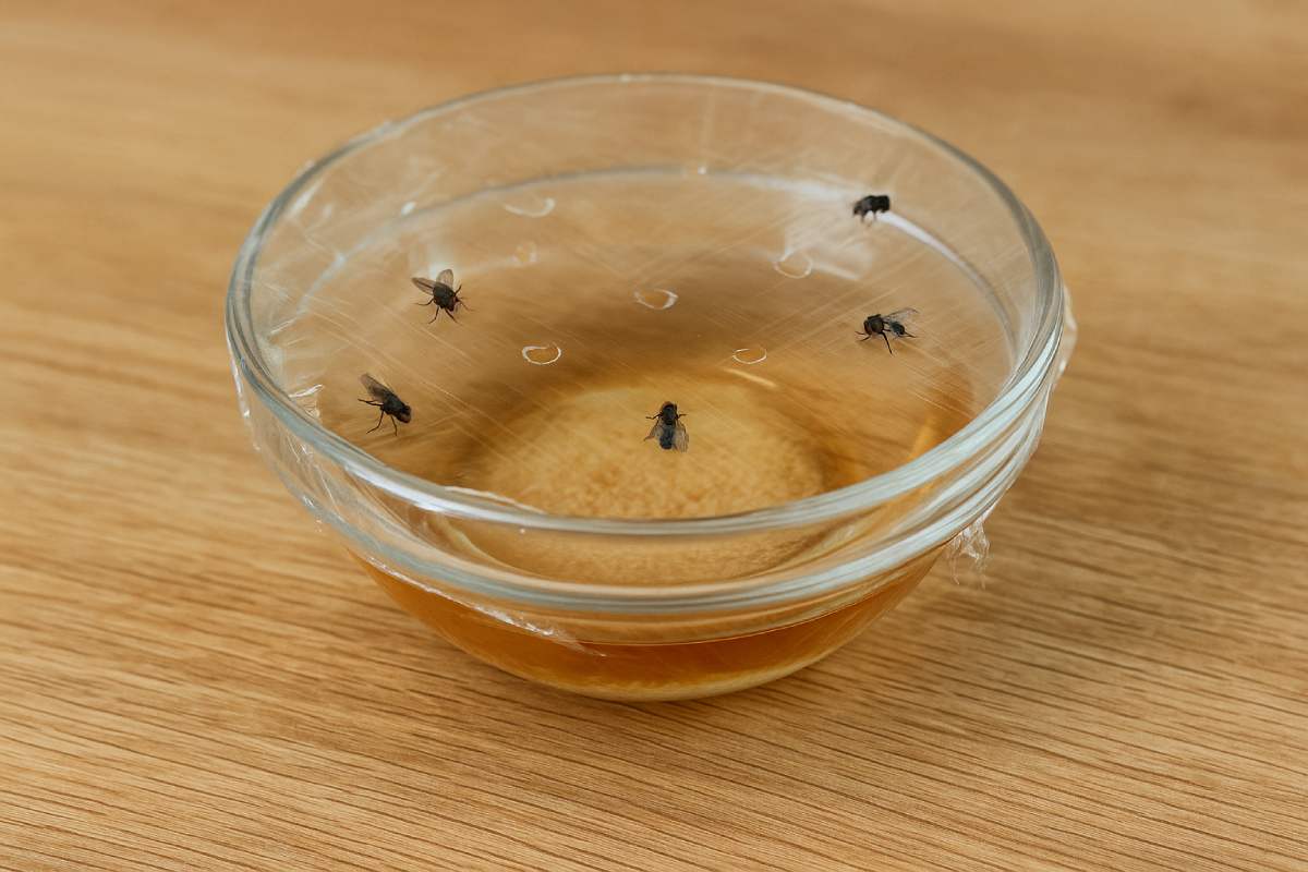Rimedio fai da te contro le mosche in cucina