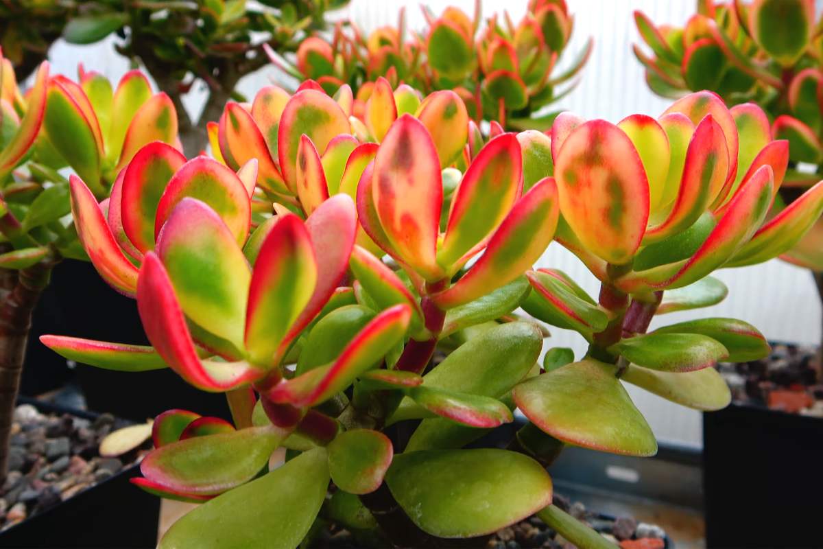 5 piante succulente sospese che amano il sole