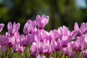 La guida per la fioritura estiva del ciclamino
