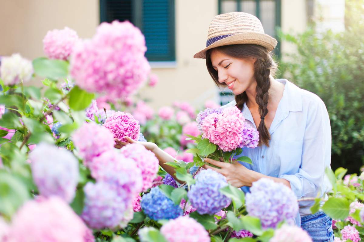 Concimi naturali per fioriture settembrine delle ortensie