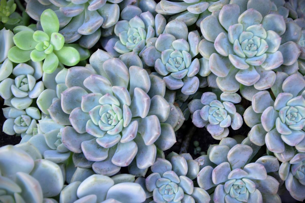 Ecco 3 pinate succulente che si moltiplicano in modo naturale