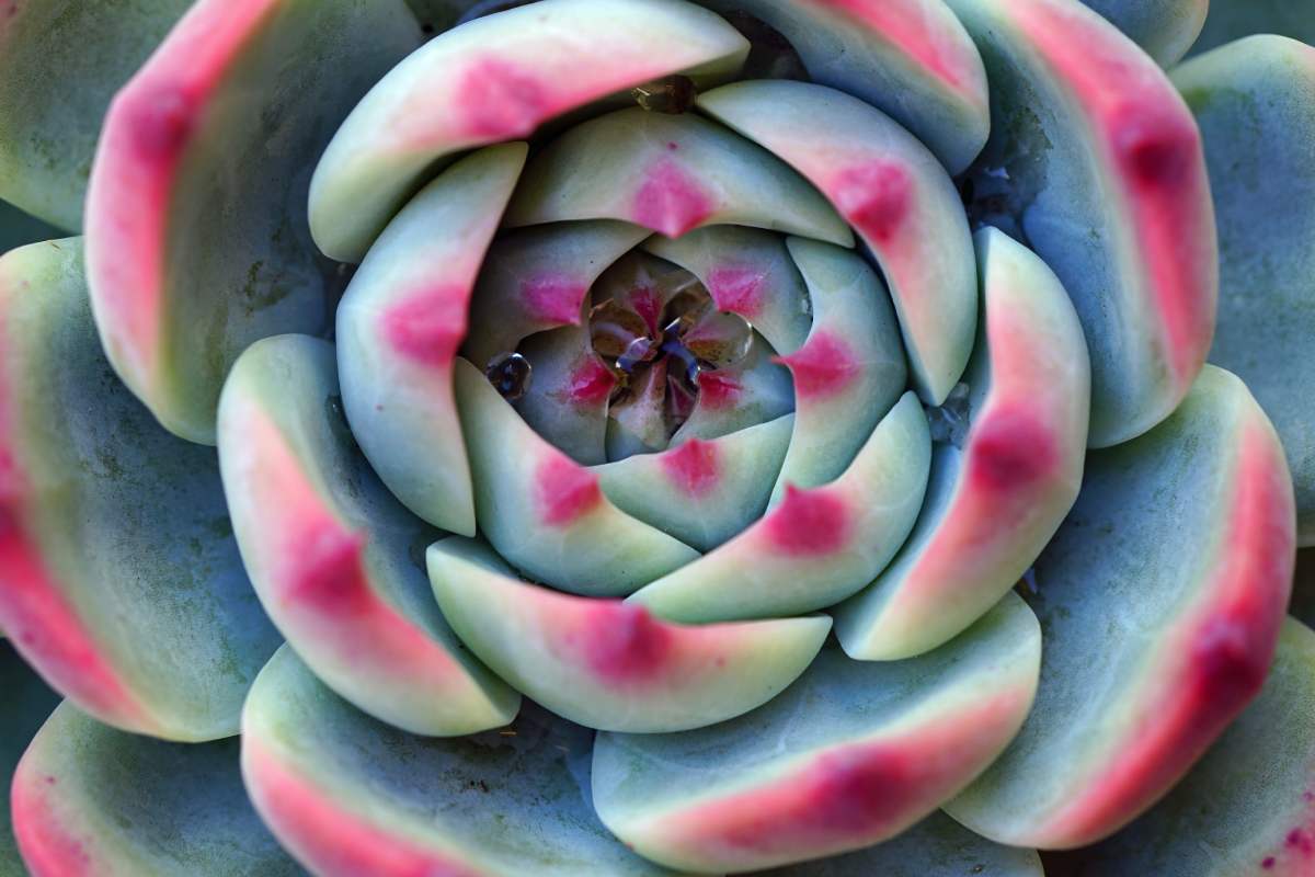 Le 5 piante succulente che stanno bene sospese in terrazzi pieni di sole