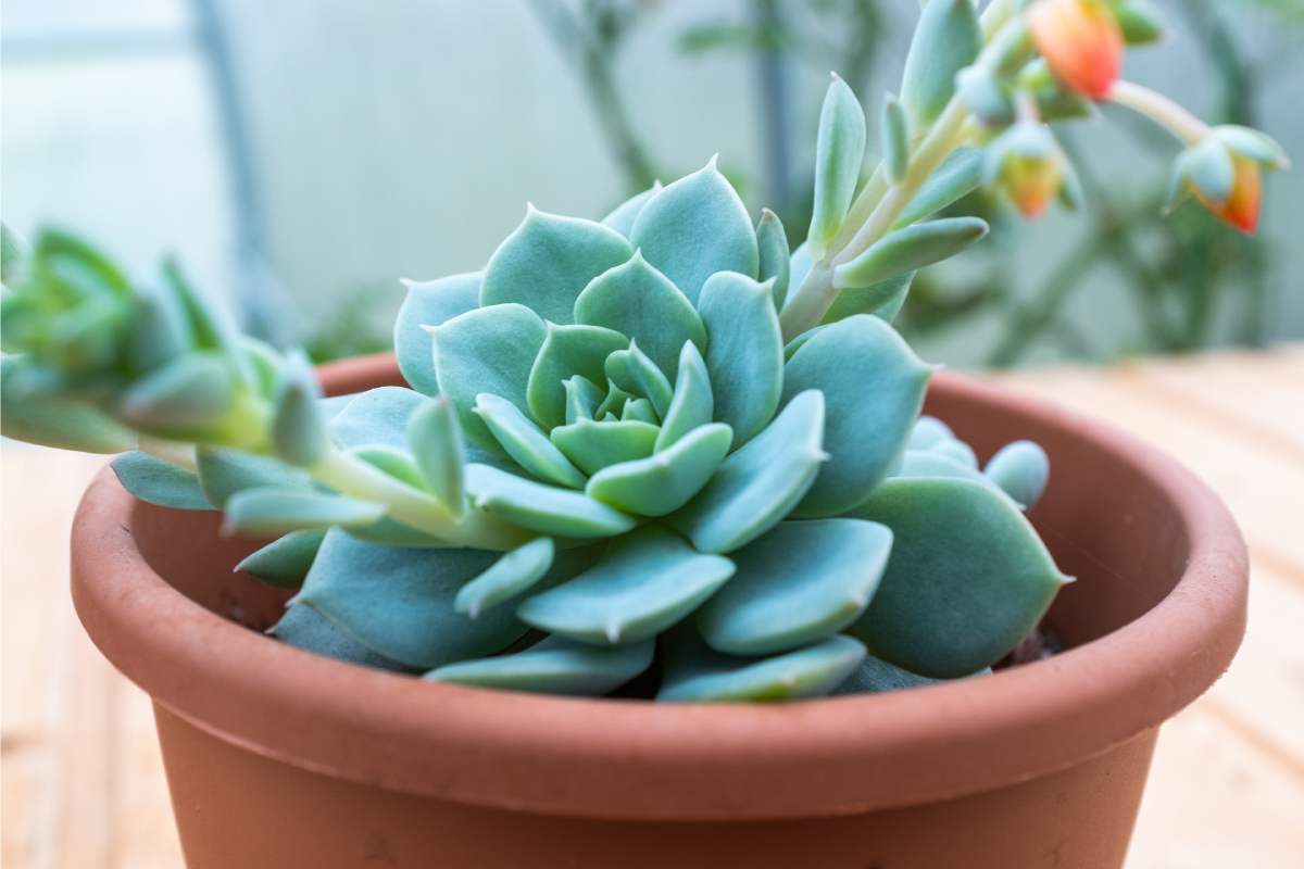 Il sole caldo e le succulenti resistenti