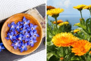 Quali sono le 4 erbe da fiore più adoperate in cucina