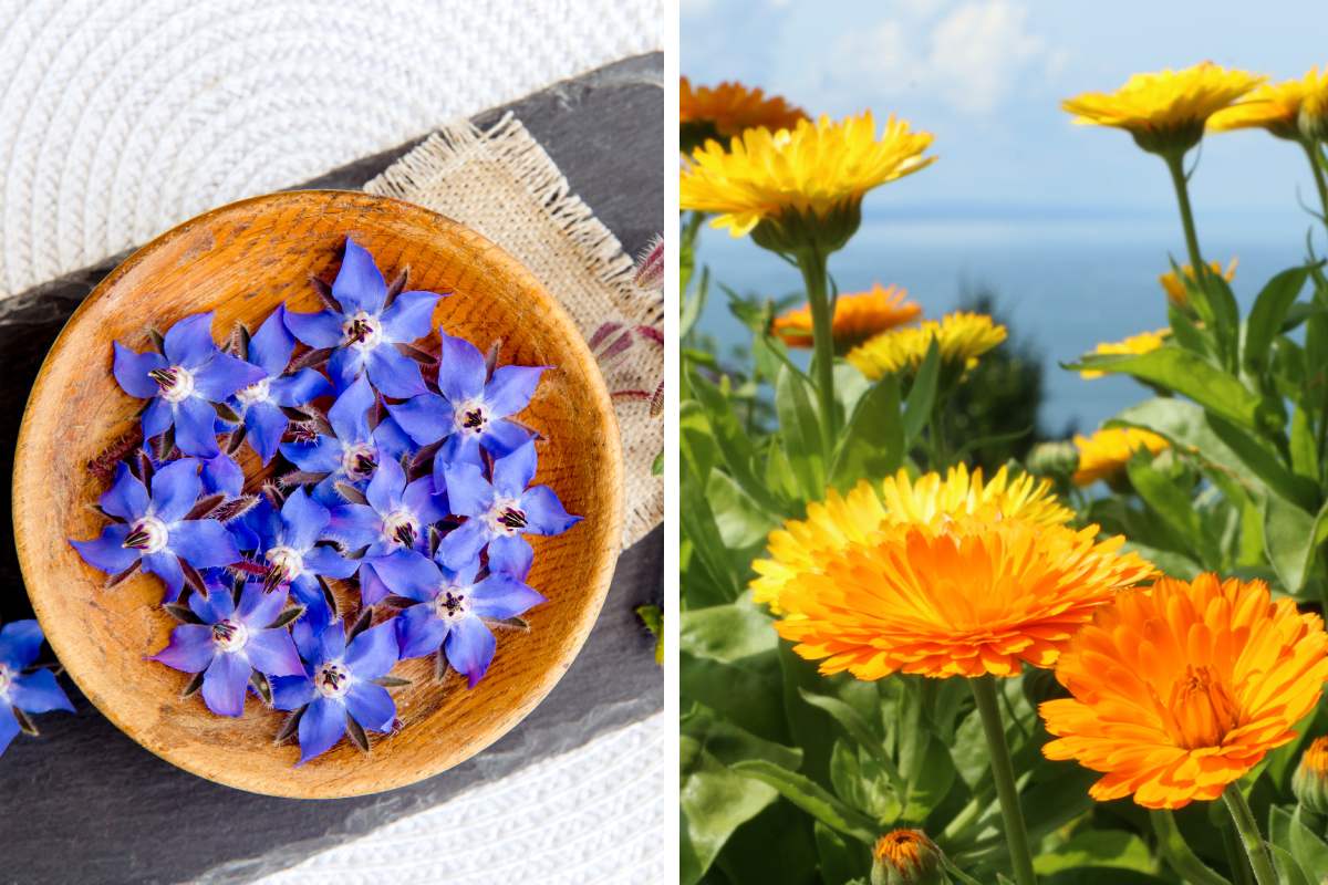 Quali sono le 4 erbe da fiore più adoperate in cucina