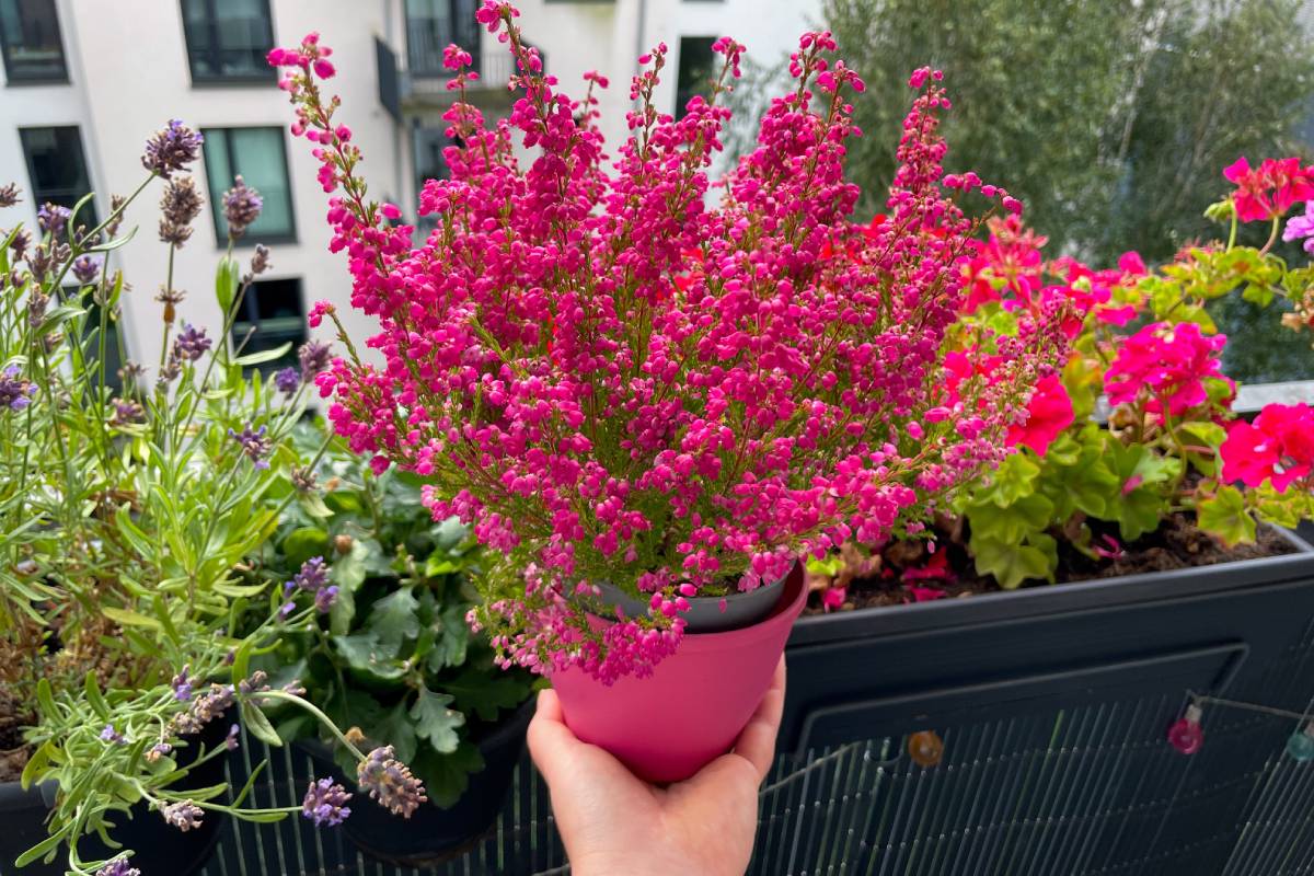 Fiori sul balcone in autunno