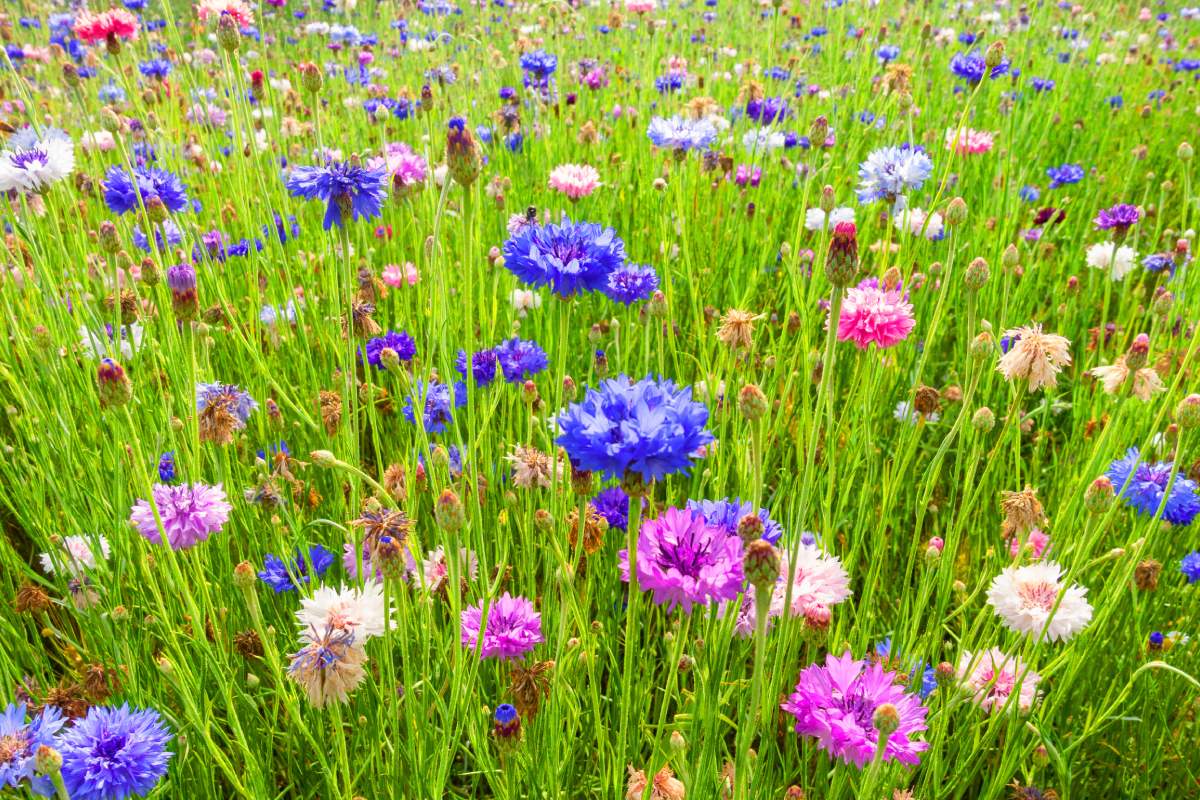 Fiori da seminare a fine agosto