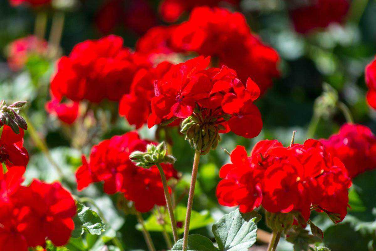 Piante fiorite a settembre