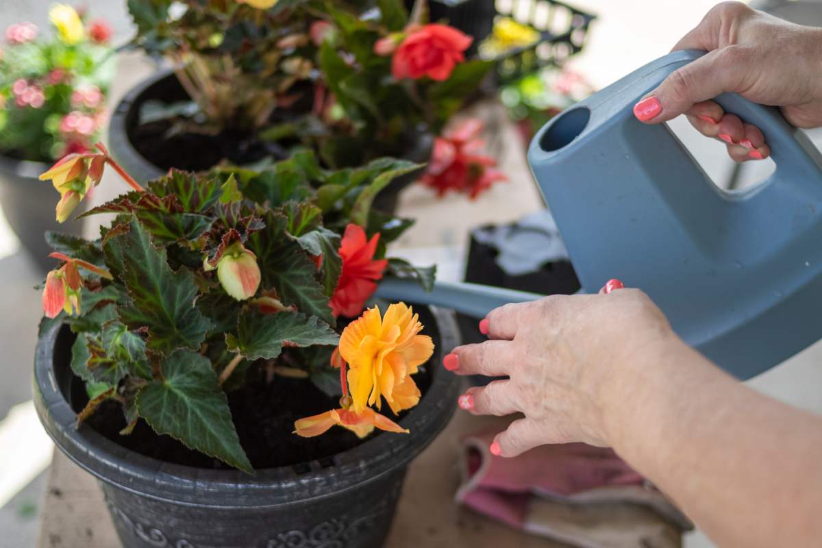 Rigenerare la begonia sul balcone